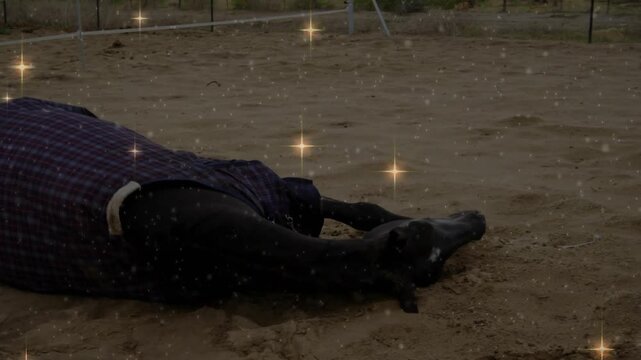 Horse pushing foreleg, rolling in sand, scratching, purple equine rug showing badge, sparkle filter