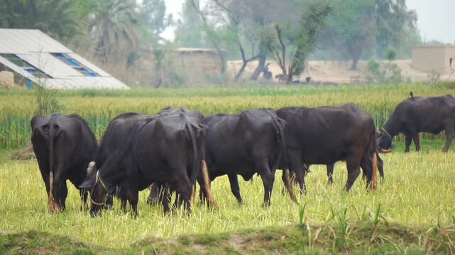 Herd of black water buffaloes grazing in a rural agricultural field

