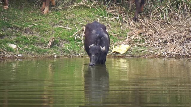 Black water buffalo drinking water from a murky pond in a rural field
