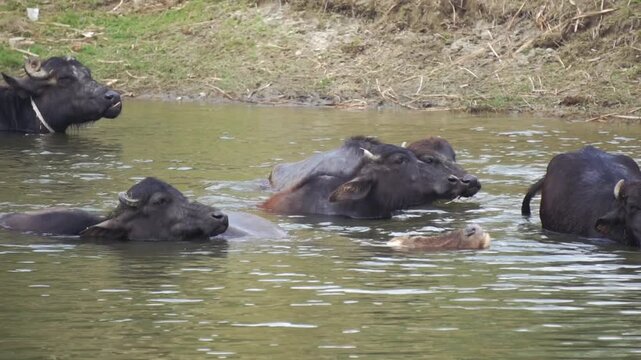 Group of black water buffaloes swimming and bathing in a murky pond
