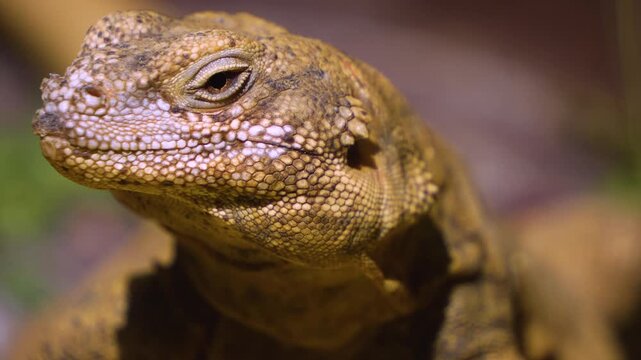 Close up of a small lizard head looking around on a sunny spring day