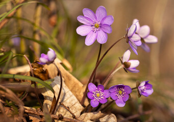 Fioletowy wiosenny kwiat - przylaszczka pospolita (anemone hepatica), makro kwiatów w lesie.  © mycatherina