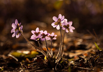 Fioletowy wiosenny kwiat - przylaszczka pospolita (anemone hepatica), makro kwiatów w lesie.  © mycatherina