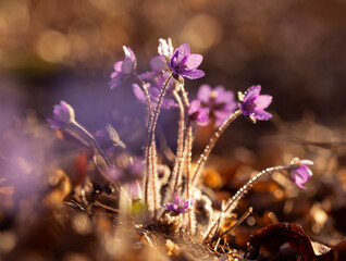 Fioletowy wiosenny kwiat - przylaszczka pospolita (anemone hepatica), makro kwiatów w lesie.  © mycatherina