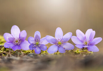 Fioletowy wiosenny kwiat - przylaszczka pospolita (anemone hepatica), makro kwiatów w lesie.  © mycatherina
