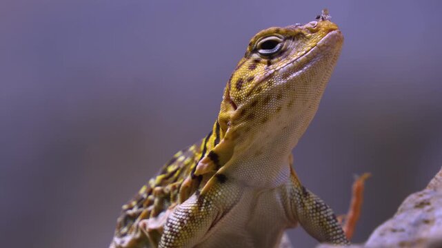 Close up of a small lizard head looking around on a sunny spring day