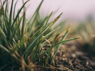 Close-up of Green Grass Blades with Faded Tips in Soft Morning Light