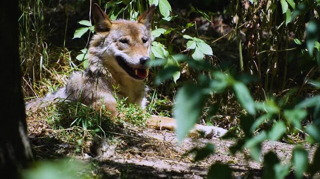Close up of a wolf resting in the forest on a sunny day in spring