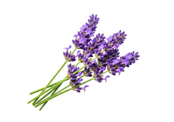 Obraz premium ultra-realistic macro flat lay of vibrant purple lavender sprigs and fresh green stems, diagonally arranged on a transparent background with copy space, high-end product concept