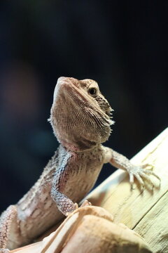 Portrait einer (Streifenk&ouml;pfige) Bartagame 