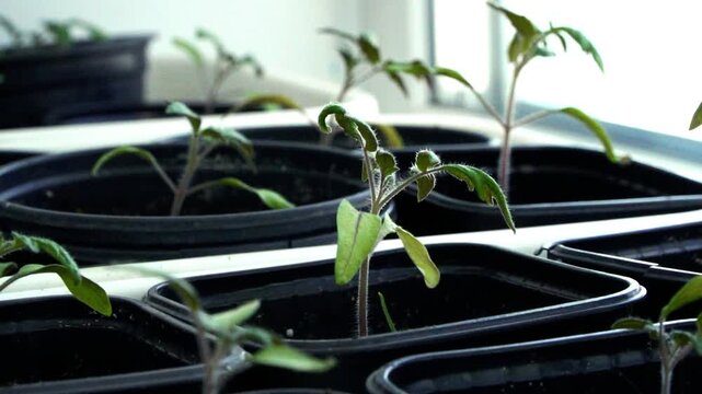 Young tomato seedlings in black pots