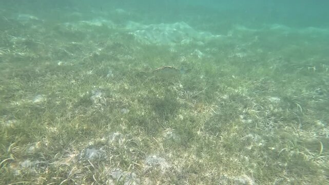 Sea Turtle Swimming Over Seagrass Meadow in Clear Caribbean Water