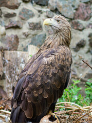 Obraz premium White-tailed eagle