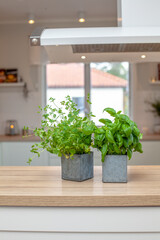 Fresh herbs on kitchen counter by window with blurred  kichenn sink in background, natural light lifestyle © annaia