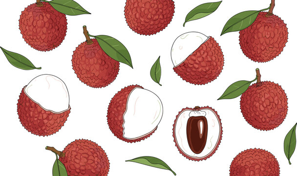 Lychee fruit collection with whole, peeled and sliced lychees illustration isolated on white background for tropical food design, fresh fruit packaging, and nutrition concepts