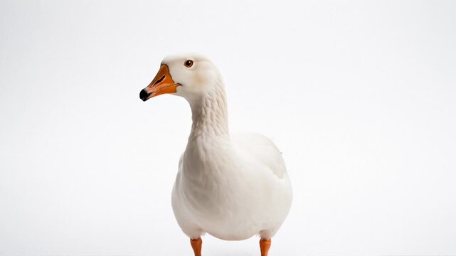 White Goose Standing Still and Quacking With Orange Beak and Feet on White Background