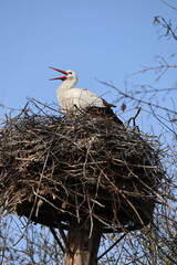Storch im Horst