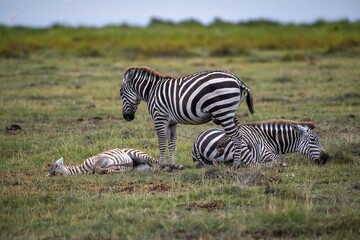Fototapeta premium zebra family resting in the green grass of the African Savannah at Amboseli National Park in Kenya