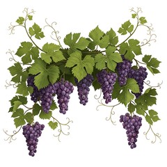 Bunches of purple grapes hanging from green vine with leaves  illustration of fruit and foliage on a vine  healthy eating and wine production concept