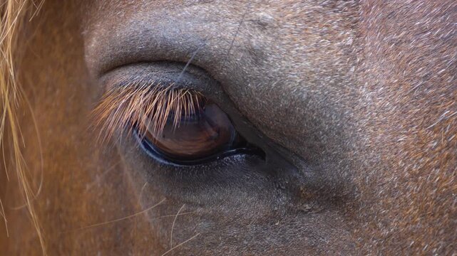 Close up of a horse eye with blinking and with a slow zoom out