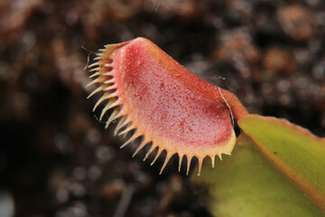 Dionaea muscipula fly trap plant	