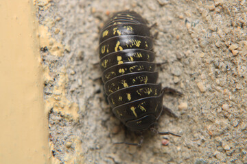 Isopods beetle animal macro photo	
