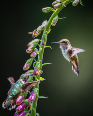 Volcano hummingbird (Selasphorus flammula)  © JuanPablo
