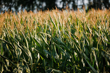 Fototapeta premium Golden cornfield for preparing silage for cows at sunset with lush green leaves and ripening ears in rural farm setting