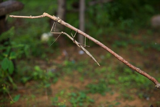 Stick insect on a stick