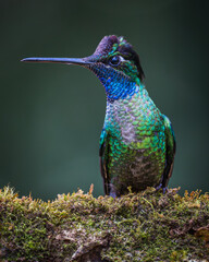 Talamanca hummingbird or admirable hummingbird (Eugenes spectabilis) © JuanPablo