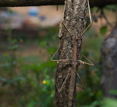 Stick insect on a branch