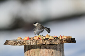 A great tit lands on a tree branch in the snow © Pavol Klimek
