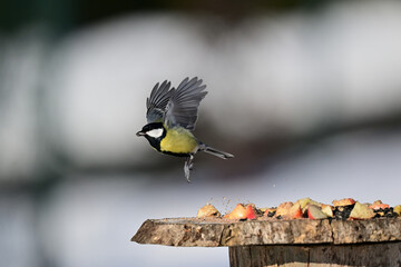 A great tit lands on a tree branch in the snow © Pavol Klimek
