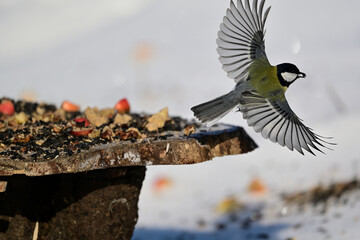Great tit with spread wings at a bird feeder in winter © Pavol Klimek