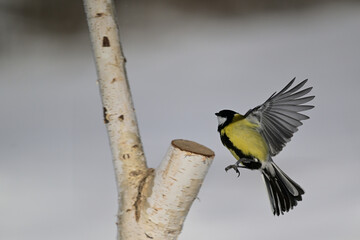 A great tit lands on a tree branch in the snow © Pavol Klimek