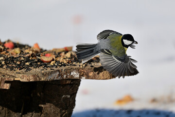 Great tit with spread wings at a bird feeder in winter © Pavol Klimek