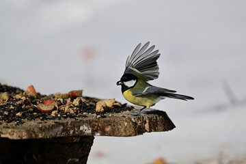 A great tit lands on a tree branch in the snow © Pavol Klimek