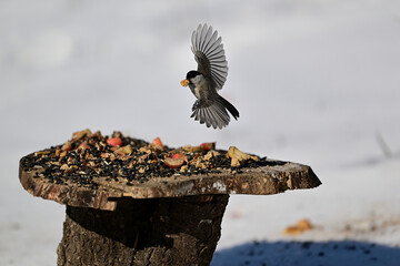 The great titmouse flying around feeder with sunflowers in the winter © Pavol Klimek