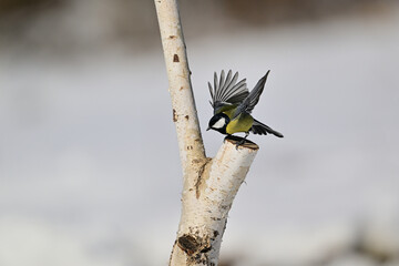 The great titmouse flying around feeder with sunflowers in the winter © Pavol Klimek