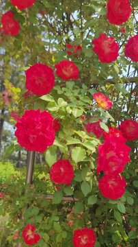 Red Rose Vines Arbor Daebudo