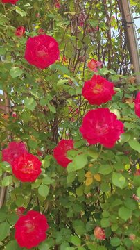 Red Roses Closeup Blooming