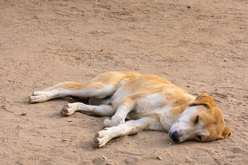 Sleeping stray dog resting on sandy ground in a Cairo, Egypt street under warm sunlight