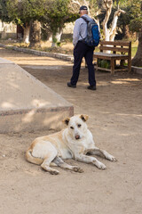 Stray dog resting in a Cairo, Egypt park while an older man walks past with a backpack