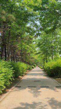 Shaded Arboretum Path Daebudo