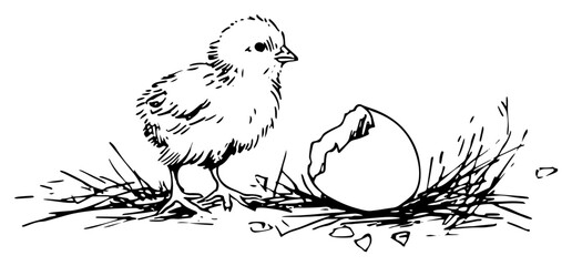 Artistic vector sketch of a small baby chick standing next to a broken eggshell © Celestynka