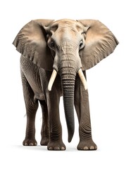 Obraz premium A large gray elephant with big ears and tusks