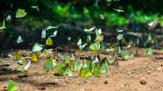 Group of butterflies puddling on the ground and flying in nature, ThailandButterflies swarm eats minerals in Ban Krang Camp, Kaeng Krachan National Park at ThailandMany butterfly species, diversity