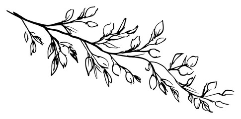 Hand drawn sketch of a leafy branch in black and white line art © Celestynka