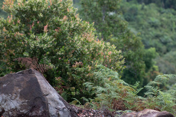Flowering tropical shrub growing beside rock on forest hillside