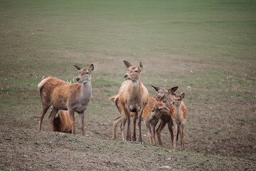 Fototapeta premium A a herd of european red deers with a majestic stag in the nature habitat. Cervus elaphus.